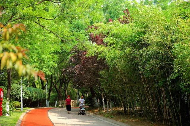 解锁避暑新去处 竹林秘境寻清凉