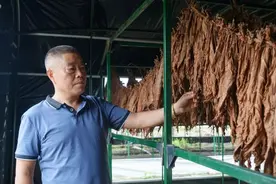 烟叶田里的花甲“新式农民”图片