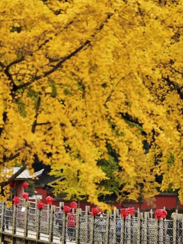 金灿灿！成都人的“顶流”上线，错过等一年！