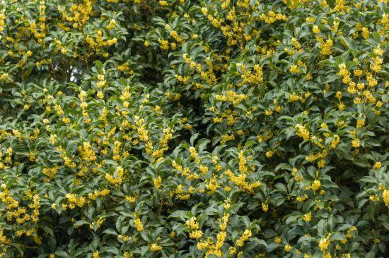 上海第一缕桂花香已到货！秋季“限定款”来了