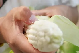 糖度超过20度，这个玉米比甘蔗还甜图片