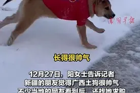 被当成“嫁妆”带到新疆，广西土狗走红网络图片