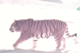 科技助力保护生物多样性 守护珍稀野生动物家园图片