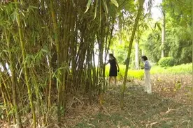 公园“免费竹笋”随便薅？当心涉嫌违法！图片