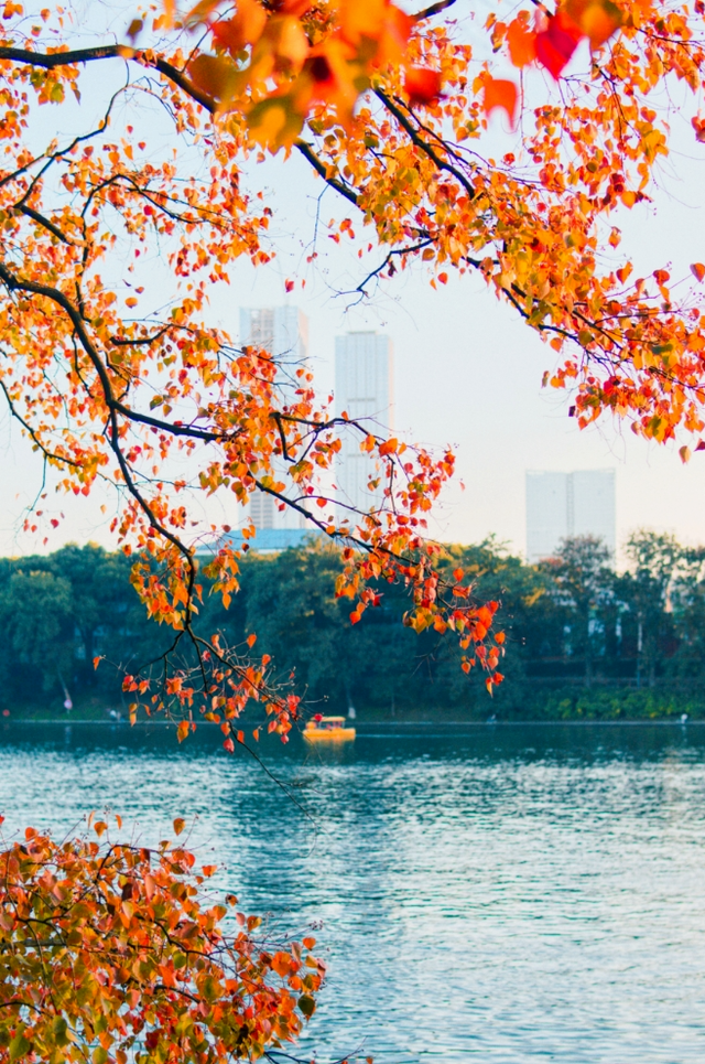 出片率100%！长沙即将进入最佳观赏期