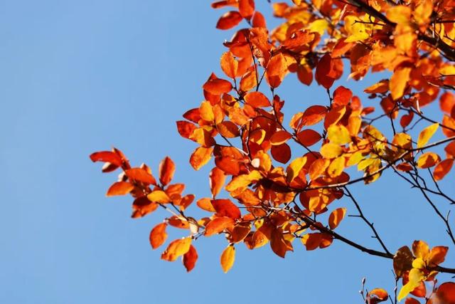 全国第二，南京栖霞山！