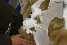 忠心金毛被偷走后，走1个月自己找回家，沿路吃石头充饥只为回家图片