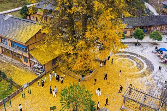 红丝乡：千年银杏“金甲”迎客来