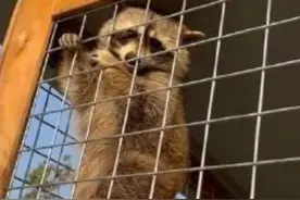 江苏镇江一对情侣小浣熊“私奔”超10天，园方悬赏5000元：希望在“520”前找到图片