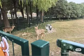 上海交大受伤小鹿后腿被咬掉一块肉，宠物医师推测或遭动物围攻图片