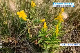 武汉一公园出现入侵物种！发现请立即上报图片