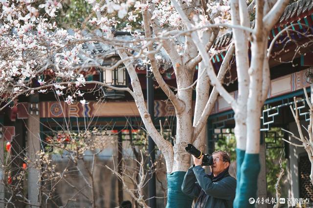 趵突泉玉兰“超前”绽放，泉城绝美春色已上线