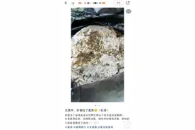 游客称在威海赶海捡到疑似龙涎香，价值超800万：“好像捡了套房”图片
