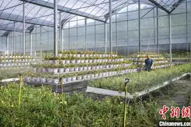 浙江县域观察：家门口的小工坊，如何花式促共富？图片