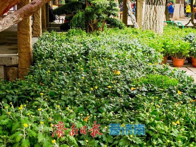 趵突泉菊花展筹备正酣，金秋文化盛宴即将开启