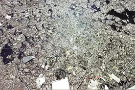 烟台民意通｜世秀生态小区景观池成“臭水沟” 社区居委会协调物业进行清理图片