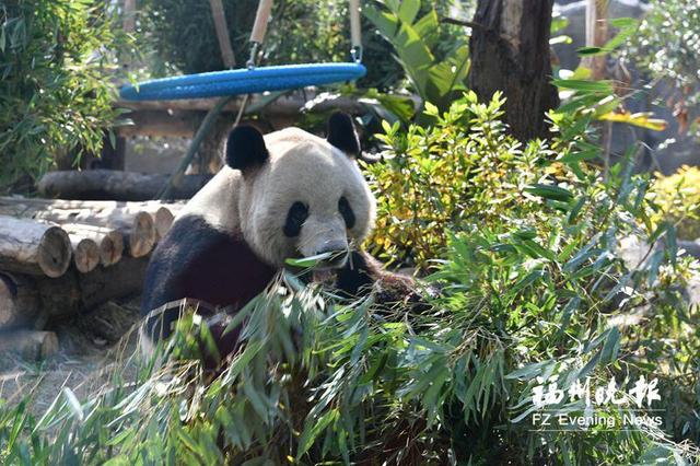 福州熊猫世界焕新开园