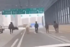 长沙西二环突现5匹马！网友：真“马”路图片