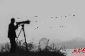 七绝|赴洞庭湖观鸟（二首）图片