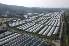 “我们村，现在比城里还俏皮！” 看团风“姚”身一变领路人 “唤醒”沉睡的土地图片