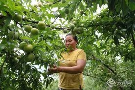 云南昭通绥江：10万亩半边红李子“甜蜜”上市图片
