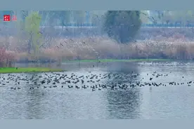 视频｜壮观！豆雁齐飞，东平湖上演鸟浪奇观！图片
