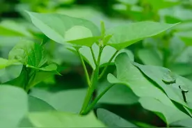 别只知道放冰箱！蔬菜这样储存，不易变质、营养流失也少了图片