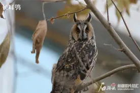 辨词：鸟界表情包原型的“鸮”是啥？咋念？图片