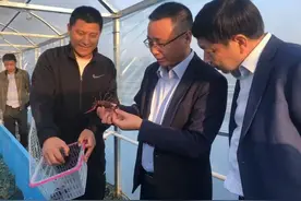 “超级”小龙虾、“爆火” 红文蛤、“香饽饽”小青虾，看江苏发力种业图片