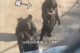 东北的黑熊也会整活，男子在动物园教黑熊摇花手，黑熊一学就会。图片