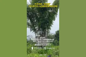 竹子中的“巨无霸” 100多斤比人还高的竹笋你见过吗？图片