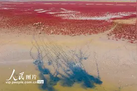 江苏东台：盐蒿红 麋鹿欢图片