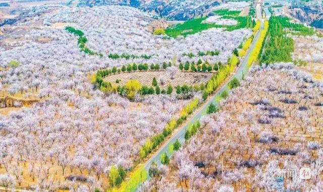 “陕西赏花地图”来了