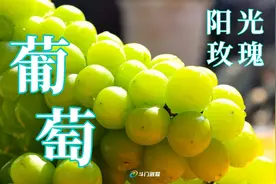 熟了！仅有1500斤！可能是2025年，珠海的第一颗葡萄…图片