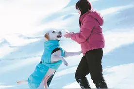 上山下海、包机出行 宠物旅行火爆  “带宠游”要过这三道关图片