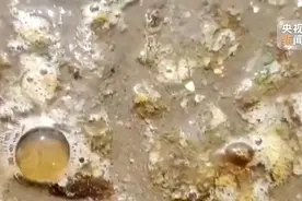 最近海水中为什么出现“爆爆珠”？图片