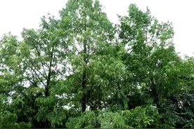 国家一级保护植物水杉背后的故事 | 花颜鸟语 | 科学史图片