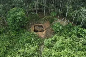 “别怕，我们来了！”——西双版纳成功解救落坑野生亚洲象图片