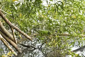 国家二级保护动物绿鬣蜥现身惠东海龟湾图片