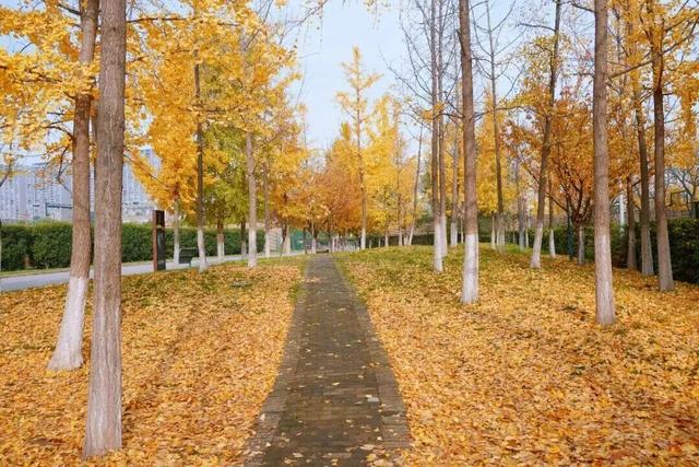 曲江银杏观赏季丨漫步金色世界，享受秋日时光