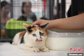 南京举办“猫咪领养大会” 传递爱与正能量图片