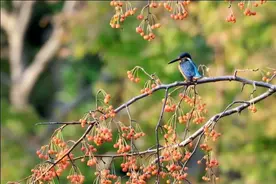 “时令”美景等你来赏：上海长宁的垂丝海棠结出果实了图片