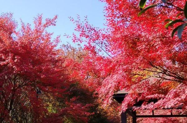 武汉各大公园“霜叶红于二月花”，市民赏枫要趁早