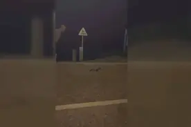 广西有人放生上千条眼镜蛇？当地回应：网传不实！图片