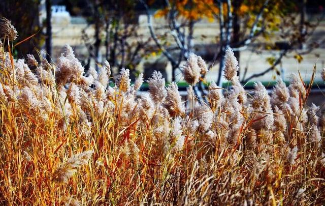 惊艳！身边的北京秋景“天花板”来了！