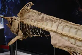 掰坏枪鱼标本的男子找到了 已和博物馆达成和解并手写致歉信图片