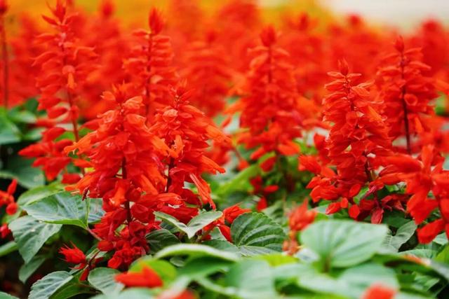 门票免费送！里水百亩花海上新！拍照遛娃圣地→