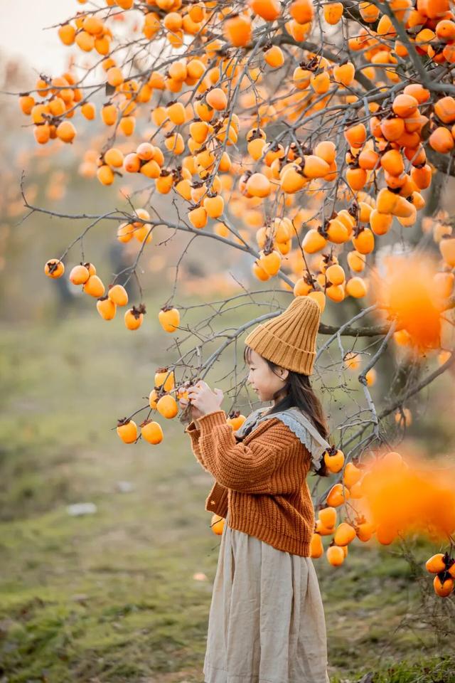 柿子红了！日照这片“柿”情画意，超出片！