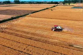 宜城68万亩小麦开镰收割图片