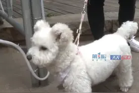 女子欲买小体比熊不料狗狗飙长变“熊大”图片